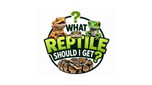 What Reptile Should I Get?